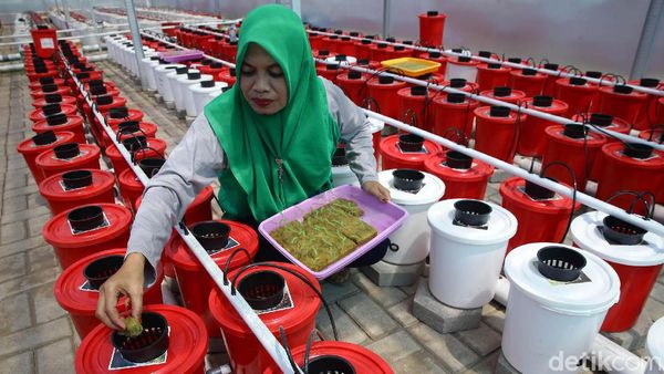 Budidaya Tanaman Hidroponik Jadi Andalan Ibu-ibu di Makassar