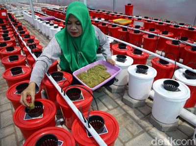 Budidaya Tanaman Hidroponik Jadi Andalan Ibu-ibu di Makassar