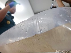 Di Era Susi Ekspor Benih Lobster Dilarang, Ini Alasannya