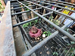 Tanaman Mirip Bunga Bangkai di SD Bekasi Diduga Amorphophallus Paeoniifolius