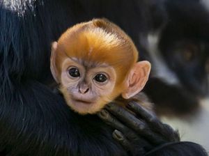 Bayi Kera Langka Lahir di Kebun Binatang Australia