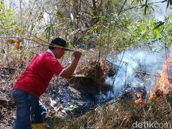 Sehari, Dua Kawasan Hutan Seluas 3,5 Hektare di Trenggalek Terbakar