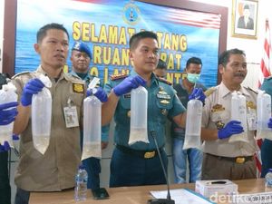 TNI AL Gagalkan Penyelundupan 118 Ribu Baby Lobster Rp 17,8 Miliar