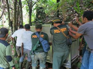 Beruang Madu Muncul di Madina Buat Warga Resah, Kandang Jebak Dipasang