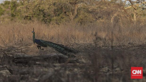 Waktu Tepat 'Berburu' Foto Safari Afrika di TN Baluran