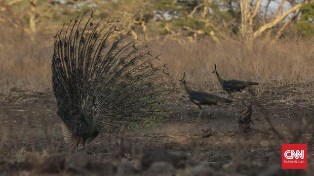 'Secuil' Afrika di Timur Jawa