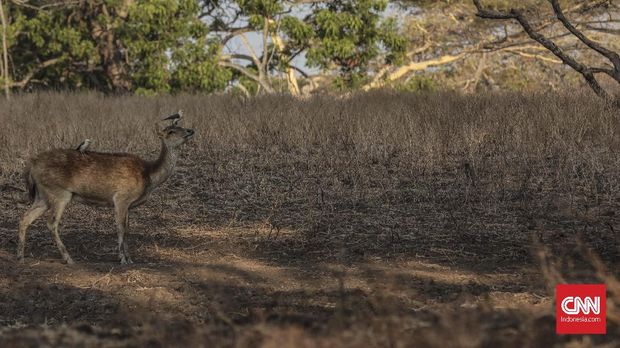 Waktu Tepat 'Berburu' Foto Safari Afrika di TN Baluran