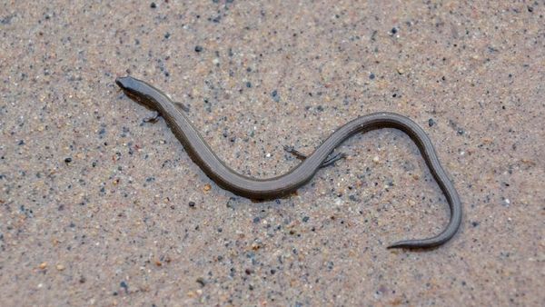 Potret Ular Berkaki di Dunia Nyata