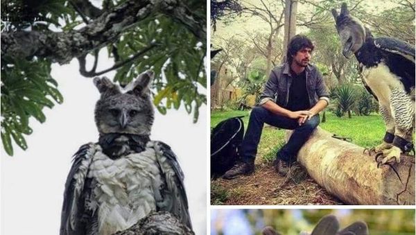 Wujud Makhluk Predator Terbesar di Langit