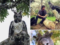 Aneh tapi Nyata: Ada Elang Sebesar Orang