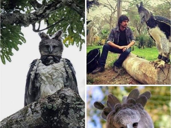 Wujud Makhluk Predator Terbesar di Langit