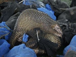 6 Hal yang Perlu Anda Tahu tentang Perdagangan Satwa Liar