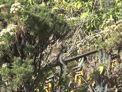 Penanjakan Bromo Terbakar, Kawanan Monyet Liar Mulai Turun Gunung