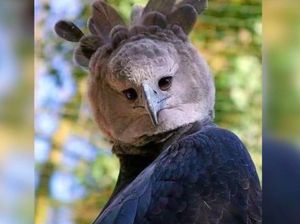 Tampilan Elang Harpy yang Tubuhnya Sebesar Manusia Tampilan Elang Harpy yang Tubuhnya Sebesar Manusia