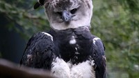 Fakta Harpy Eagle, Elang Terbesar di Dunia yang Ada Juga di Indonesia