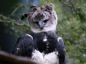 Fakta Harpy Eagle, Elang Terbesar di Dunia yang Ada Juga di Indonesia