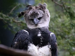 Fakta Harpy Eagle, Elang Terbesar di Dunia yang Ada Juga di Indonesia