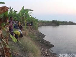 Fenomena Penampakan Buaya di Lamongan Jadi Tontonan Warga Saat Senja