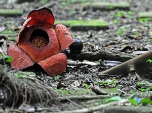 Yuk ke Kebun Raya Bogor, Bunga Rafflesia sedang Mekar