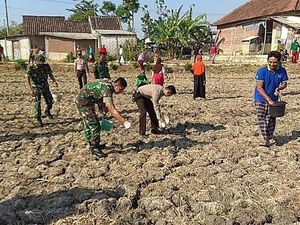 TNI dan Polisi di Lamongan Kompak Bantu Petani Basmi Tikus TNI dan Polisi di Lamongan Kompak Bantu Petani Basmi Tikus