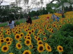 Bukan Changi, Ini Taman Bunga Matahari Bandung