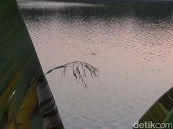 Penampakan Kawanan Buaya di Sungai Bengawan Solo