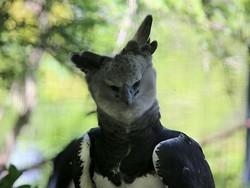 Elang Terbesar di Dunia Segede Orang, Ternyata Punya Saudara di Papua