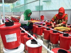 Hidroponik dan Bank Sampah Tingkatkan Kesejahteraan Kaum Ibu di Makassar