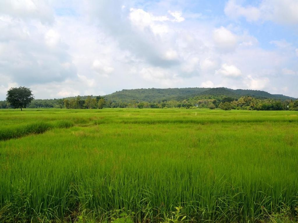 Kondisi Perekonomian Thailand, dari Pertanian hingga Pariwisata Kondisi Perekonomian Thailand, dari Pertanian hingga Pariwisata