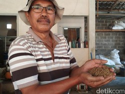 Peternak Lele Blitar Sulap Limbah Ikan jadi Pakan Ternak