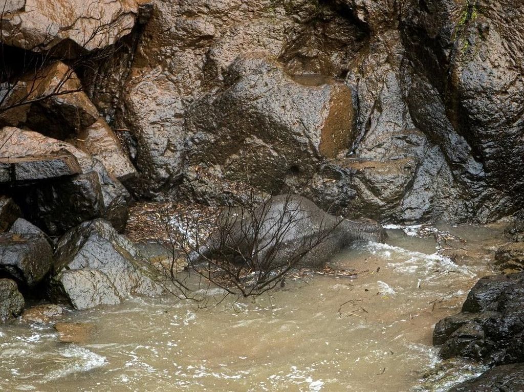 Lagi! 5 Ekor Gajah Ditemukan Mati di Taman Nasional Thailand Lagi! 5 Ekor Gajah Ditemukan Mati di Taman Nasional Thailand