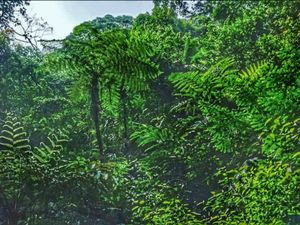 Hutan hujan gunung salak