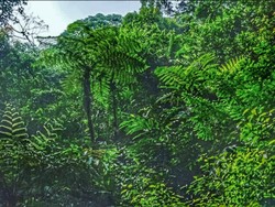 Hutan hujan gunung salak
