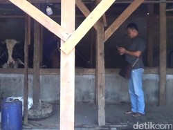 Pasokan Daging Merosot, Disnak Pasuruan akan Cek Stok Sapi Potong