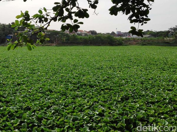 Tidak Terawat! Situ Pangarengan Tertutup Eceng Gondok
