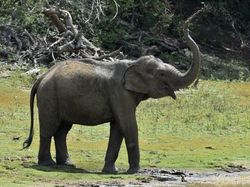 Sempat Dirawat Gegara Belalai Putus Kena Jerat, Anak Gajah di Aceh Mati