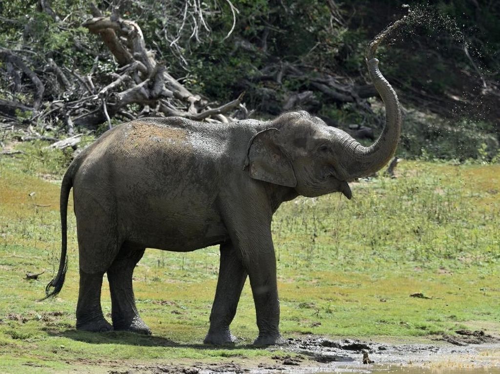 Momen Gajah Mau Rebahan di Mobil Pengunjung Taman Nasional