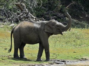 Amukan Gajah Bikin Wanita di Aceh Tewas hingga Kepalanya Putus Amukan Gajah Bikin Wanita di Aceh Tewas hingga Kepalanya Putus