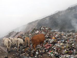 Wabah PMK Merebak, Populasi Sapi di TPA Putri Cempo Solo Akan Diperiksa