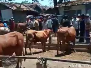Pedagang Daging di Pasuruan Mengeluh Pasokan Sapi Potong Turun 60% Pedagang Daging di Pasuruan Mengeluh Pasokan Sapi Potong Turun 60%
