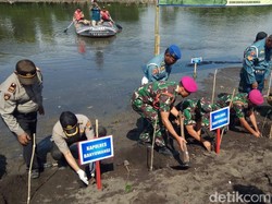 7 Ribu Bibit Mangrove Ditanam di Pantai Pulau Santen Peringati HUT TNI