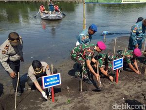 7 Ribu Bibit Mangrove Ditanam di Pantai Pulau Santen Peringati HUT TNI 7 Ribu Bibit Mangrove Ditanam di Pantai Pulau Santen Peringati HUT TNI