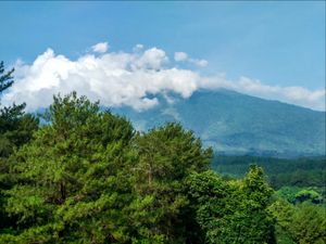 Hutan Indah di Bawah Atap tertinggi Jawa barat