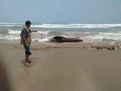 Hiu Bintang Ditemukan Mati Terdampar di Pesisir Wanasalam Banten