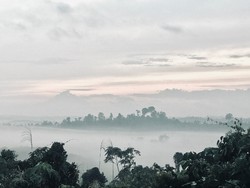 Kalimantan bossku