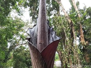 Bunga Bangkai Langka asal Padang Sedang Mekar di Kebun Raya Bogor