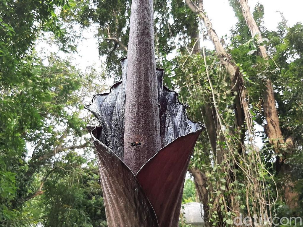 Bunga Bangkai Langka asal Padang Sedang Mekar di Kebun Raya Bogor Bunga Bangkai Langka asal Padang Sedang Mekar di Kebun Raya Bogor