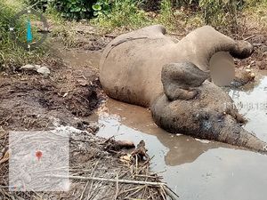 Dita Gajah Liar yang Kakinya Buntung karena Jeratan Ditemukan Mati
