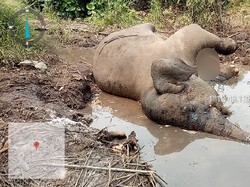 Dita Gajah Liar yang Kakinya Buntung karena Jeratan Ditemukan Mati