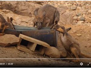 Kekeringan Parah, Kanguru Makan Tisu Toilet dan Bangkai Kanguru Lain